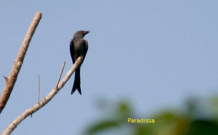 Ashy drongo in Vietnam