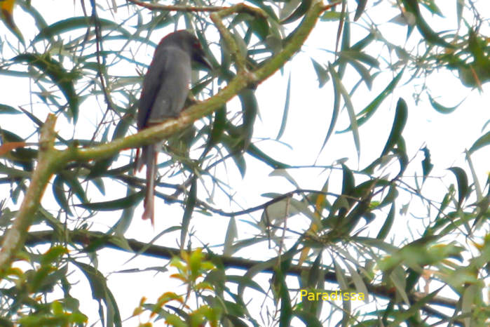 Ashy drongo in Vietnam