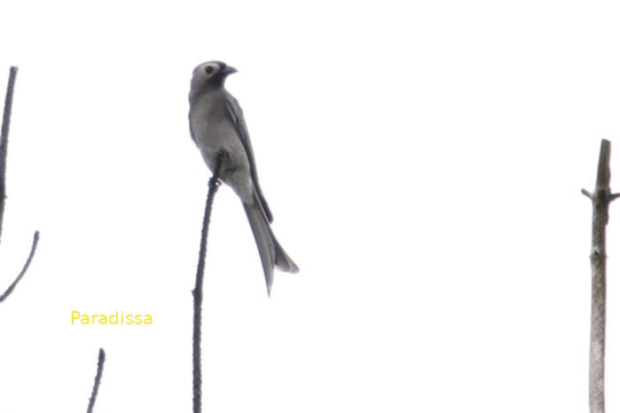 Ashy drongo in Vietnam