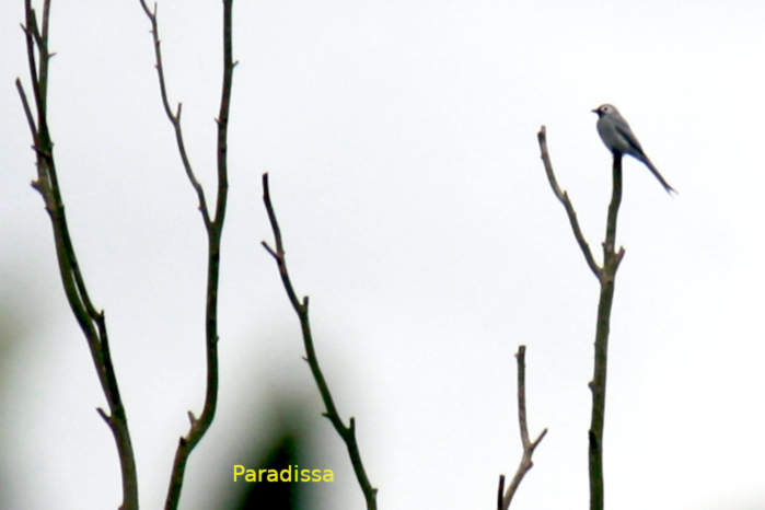 Ashy drongo in Vietnam