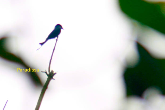 Black drongo in Vietnam