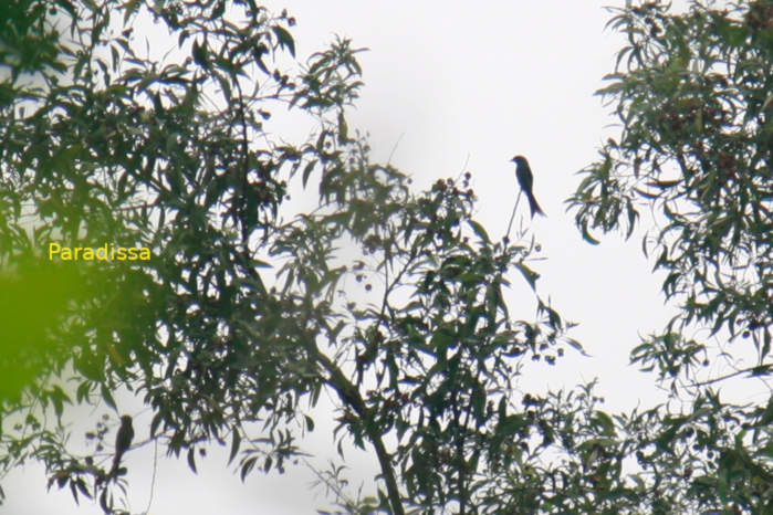 Black drongo in Vietnam