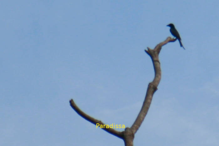 Crow-billed drongo in Vietnam in May 2026