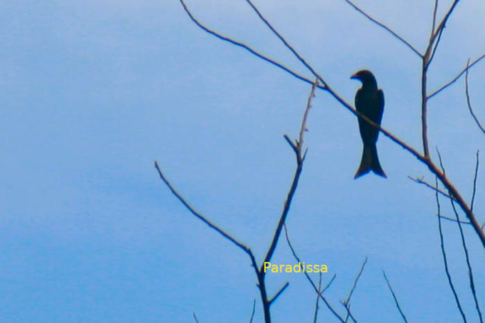 Crow-billed drongo in Vietnam in May 2026