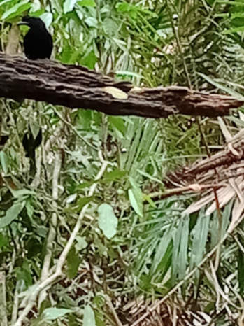Greater racket-tailed drongo in Vietnam
