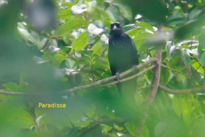 Hair-crested drongo in Vietnam