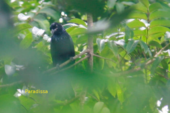 Hair-crested drongo in Vietnam