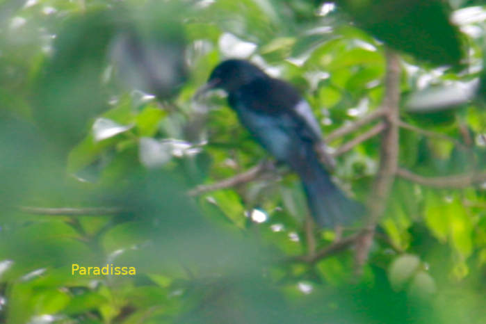 Hair-crested drongo in Vietnam