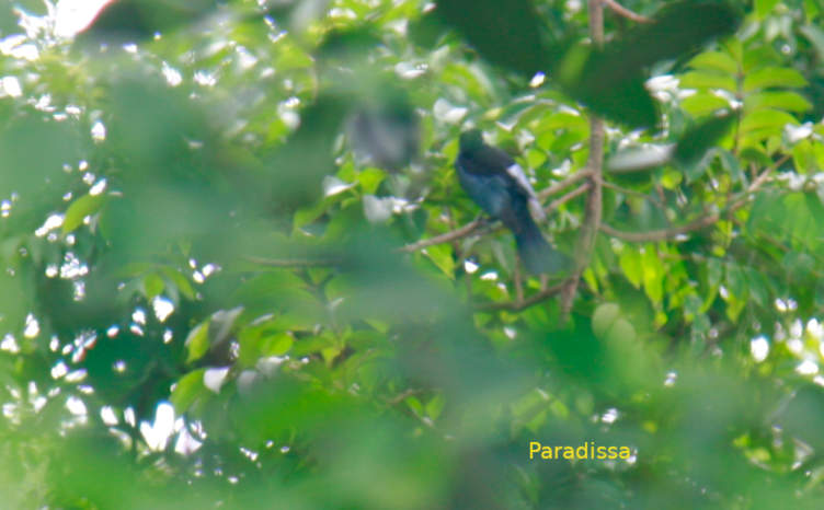 Hair-crested drongo in Vietnam