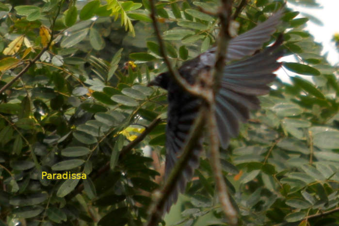 Hair-crested drongo in Vietnam