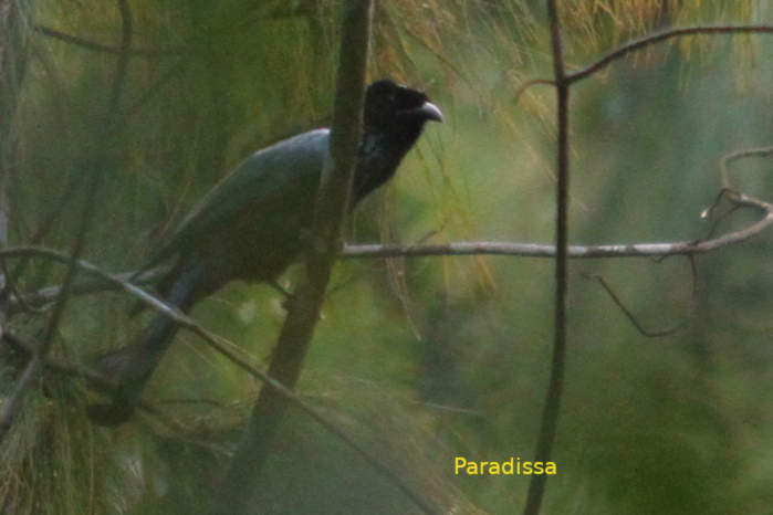 Hair-crested drongo in Vietnam