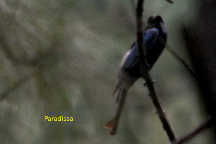 Hair-crested drongo in Vietnam