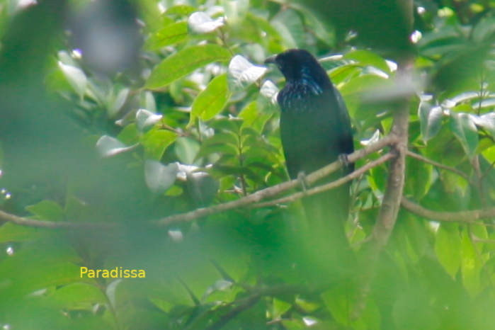 Hair-crested drongo in Vietnam