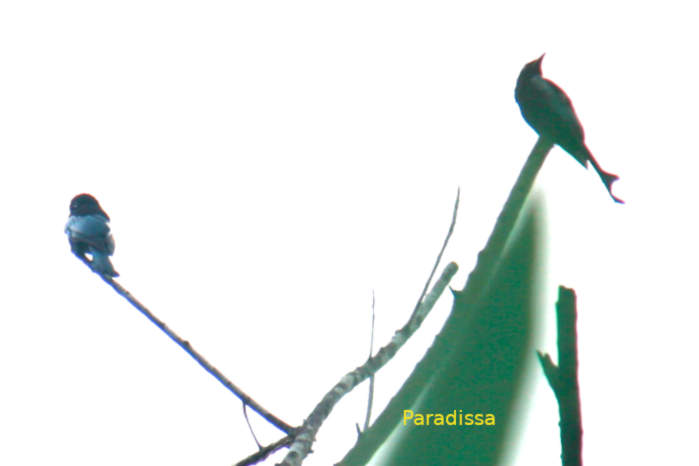 Hair-crested drongo in Vietnam