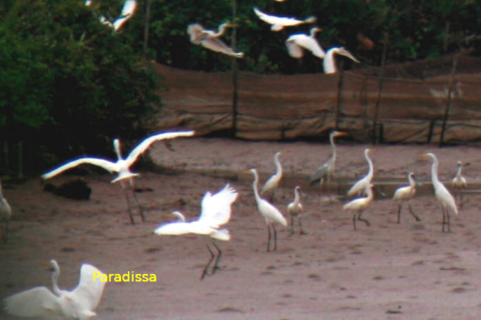 Great egret, black-faced spoonbill, Eurasian spoonbills, grey heron, and other waterbirds in Vietnam