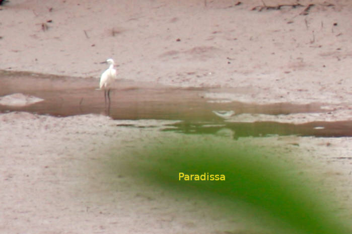 Little egret in Vietnam