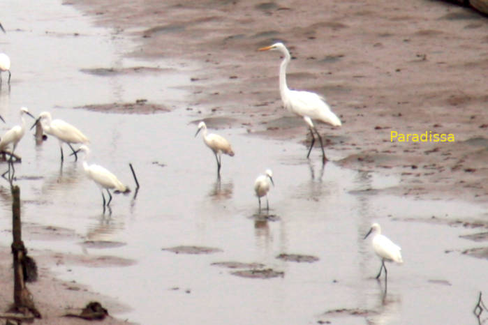 Medium egret and little egrets in Vietnam