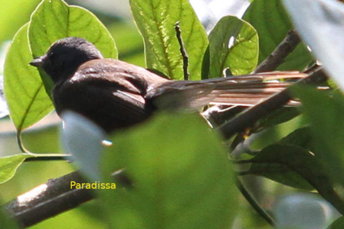 White-throated fantail in Vietnam