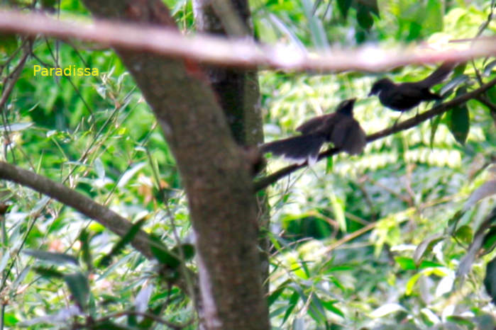 White-throated fantails in Vietnam