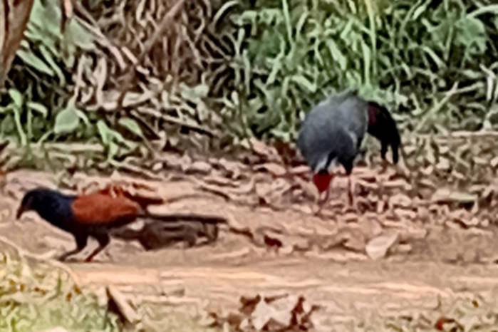 Siamese fireback and greater coucal in Vietnam