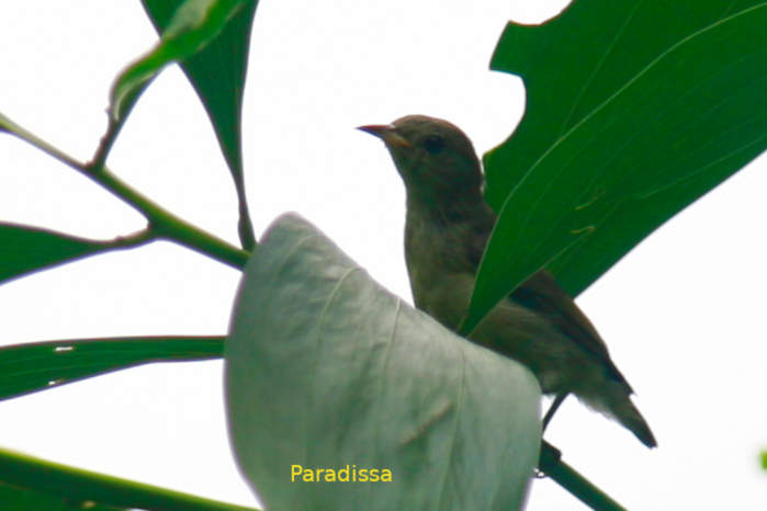 Pale-billed flowerpecker in Vietnam