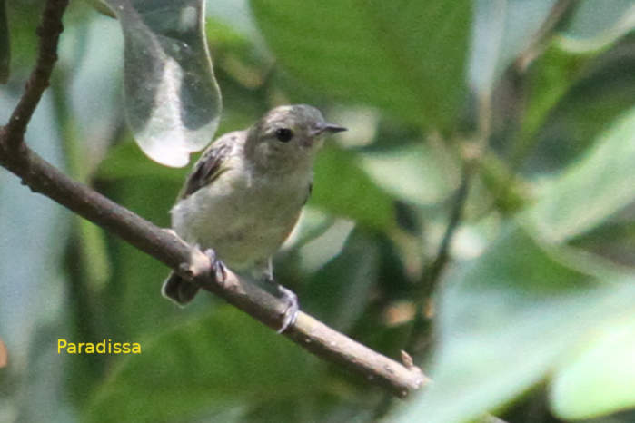 Plain flowerpecker in Vietnam