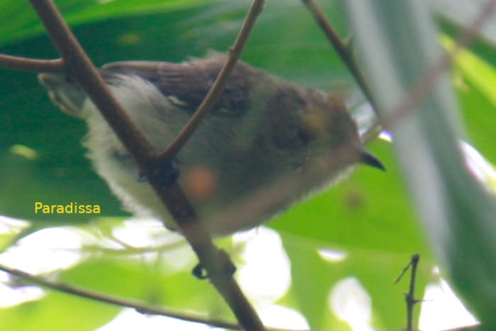 Plain flowerpecker in Vietnam