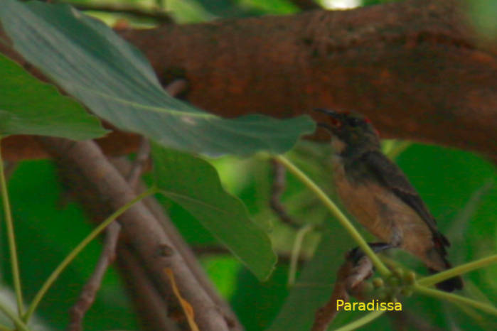 Female scarlet-backed flowerpecker in Vietnam