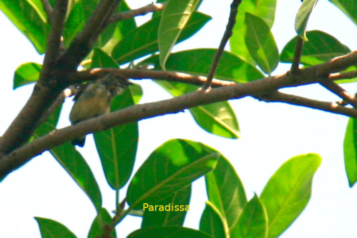 Juvenile male scarlet-backed flowerpecker