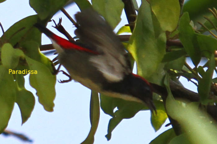 Scarlet-backed flowerpecker in Vietnam