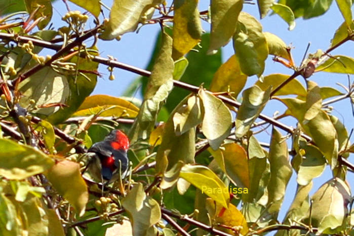 Scarlet-backed flowerpecker in Vietnam