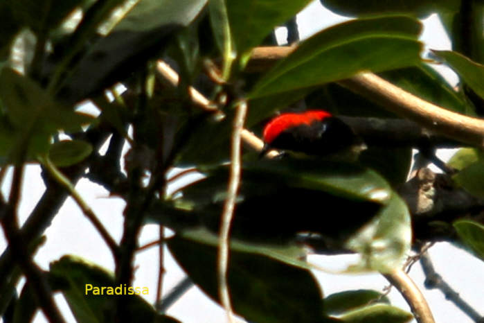 Scarlet-backed flowerpecker in Vietnam