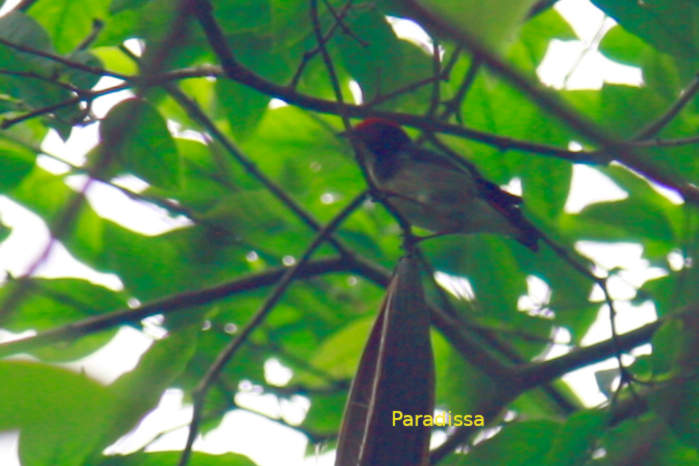 Scarlet-backed flowerpecker in Vietnam