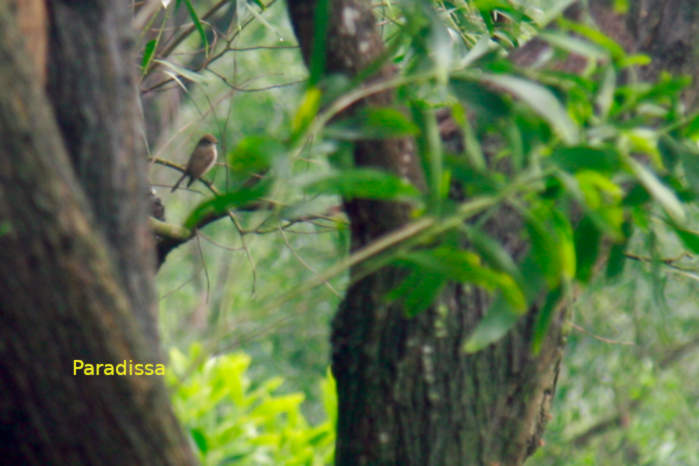 Asian brown flycatcher in Vietnam