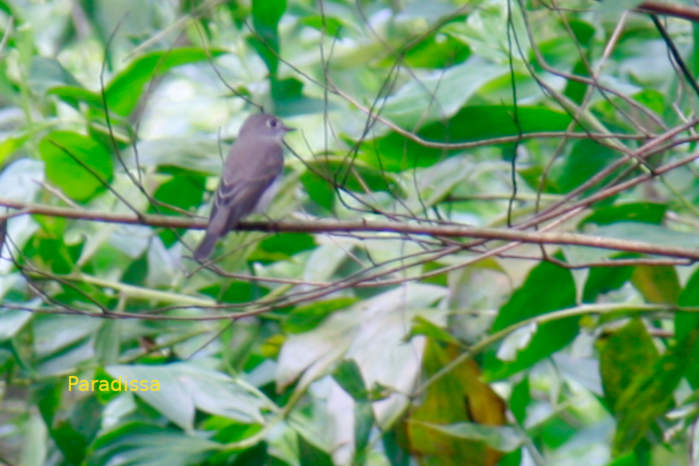 Asian brown flycatcher in Vietnam
