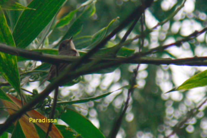 Asian brown flycatcher in Vietnam