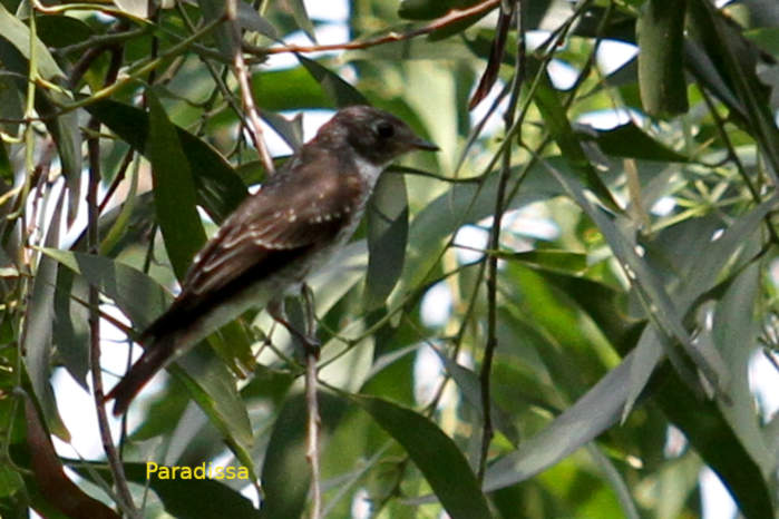 Dark-sided flycatcher in Vietnam
