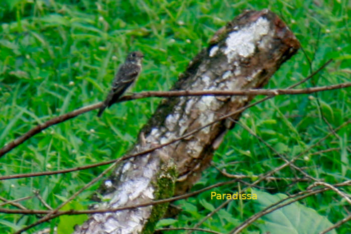 Siberian flycatcher in Vietnam