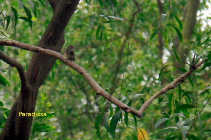 Dark-sided flycatcher in Vietnam in April & May 2026