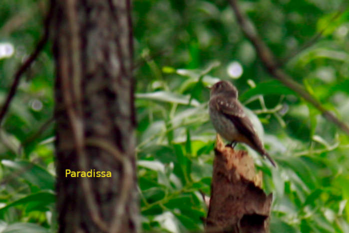Grey-streaked flycatcher in Vietnam