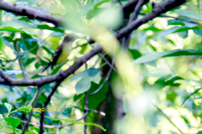 Green-backed flycatcher in Vietnam