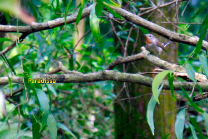 Red-breasted flycatcher in Vietnam