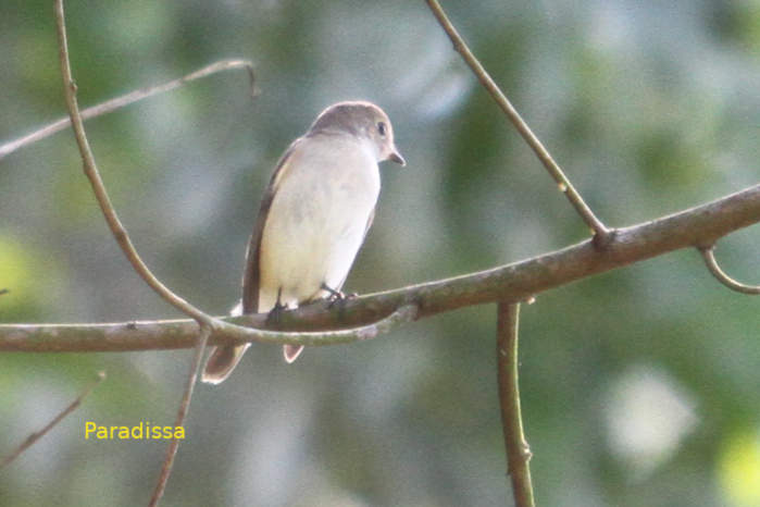 Taiga flycatcher in Vietnam