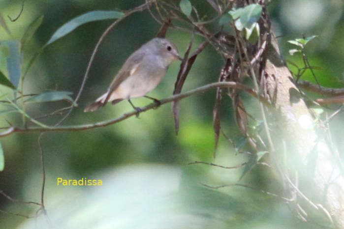 Taiga flycatcher in Vietnam