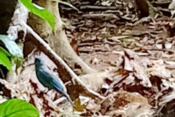 Verditer flycatcher in Vietnam