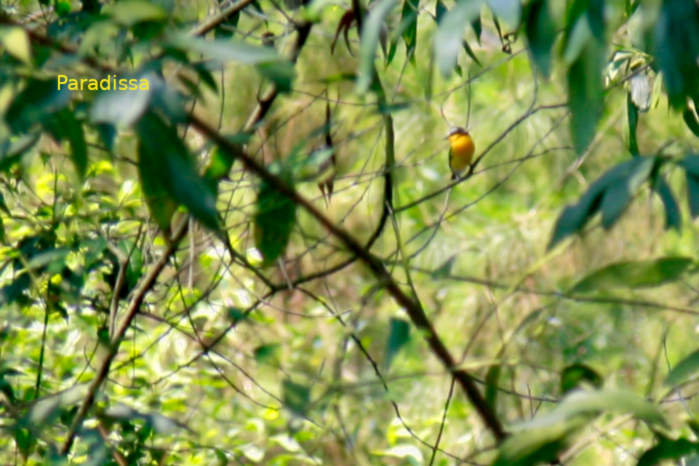 Yellow-rumped flycatcher in Vietnam