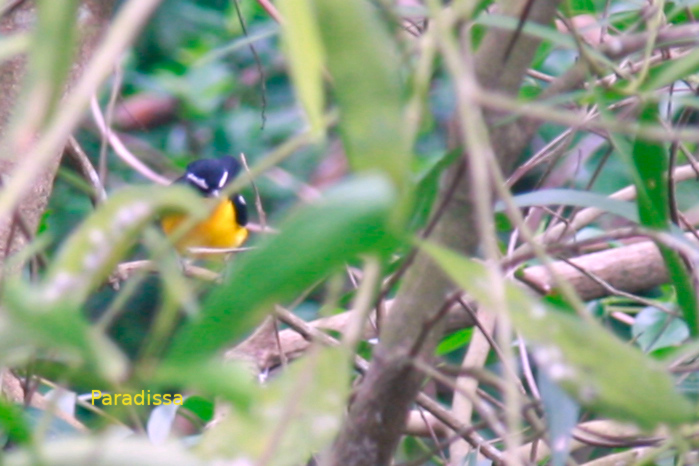 Yellow-rumped flycatcher in Vietnam