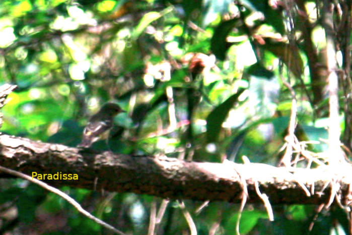 Yellow-rumped flycatcher in Vietnam, female
