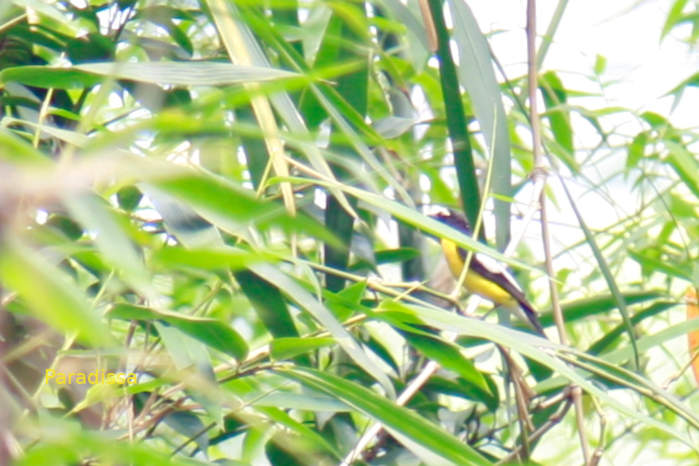 Yellow-rumped flycatcher in Vietnam