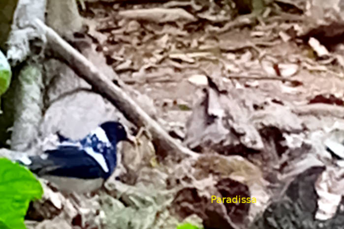 Spotted forktail in Vietnam
